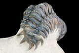 Crotalocephalina Trilobite - Foum Zguid, Morocco #75464-5